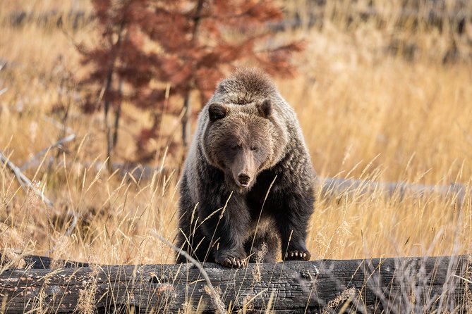 Canada Evening Wildlife Safari